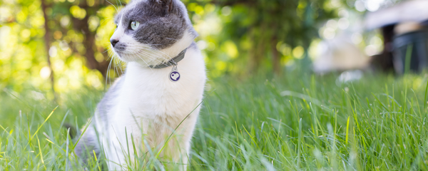 Indoor or Outdoor? The Best Lifestyle for Your Cat