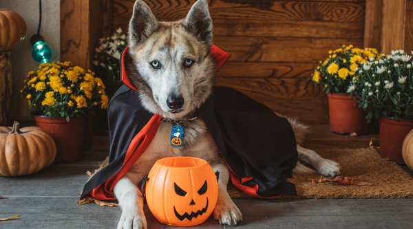 No Tricks, Just Treats: A Halloween Safety Guide for Pets