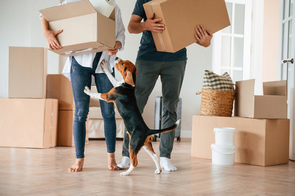 Pack Up With Paws In Mind