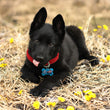 Load image into Gallery viewer, MARVEL Avengers Captain America Pet ID Tag, Medium Bone