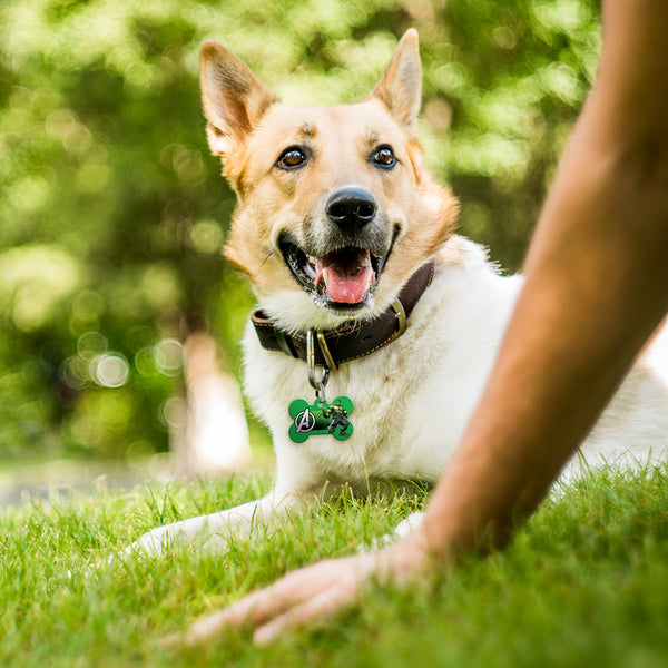 MARVEL Avengers Hulk Pet ID Tag, Medium Bone