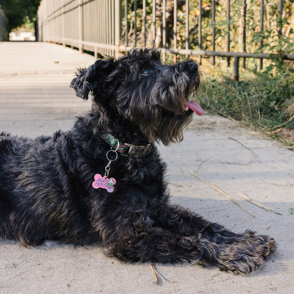 Disney Villains Ursula Large Bone Pet ID Tag