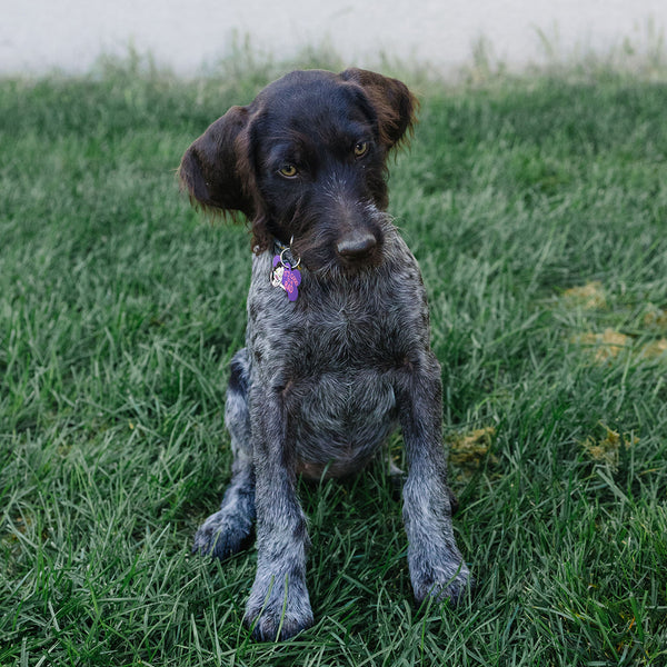 Disney Villains Cruella Large Bone Pet ID Tag