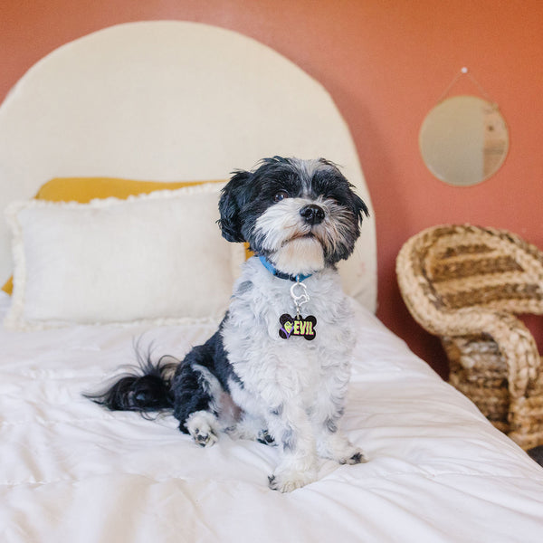 Disney Villains Maleficent Large Bone Pet ID Tag