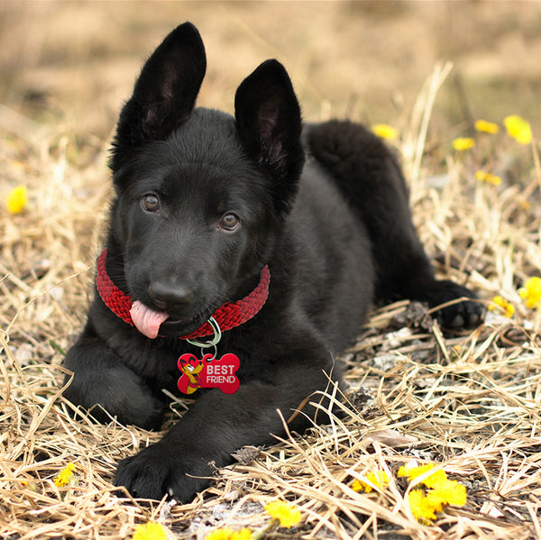 Pluto's Best Friend, Disney Pet ID Tag