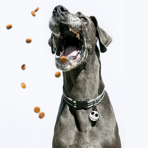 Skellington Large Circle, Pet ID Tag