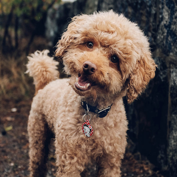 Betty Boop Red Polka Dot Pet ID Tag, Large Circle