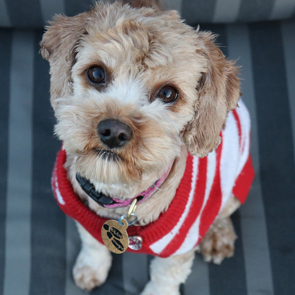 Large Circle Harry Potter Mischief Managed, Pet ID Tag