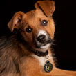 Load image into Gallery viewer, Large Circle Harry Potter Platform Nine and Three-Quarters, Pet ID Tag