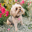 Load image into Gallery viewer, Pink Donut Pet ID Tag, Large Circle