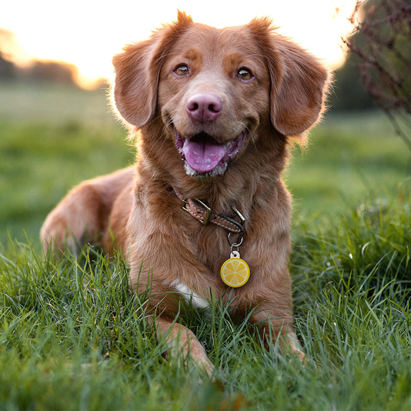 Lemon Pet ID Tag, Large Circle