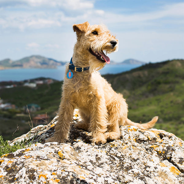 Popsicle Pet ID Tag, Large Circle