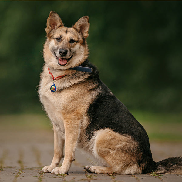 Cheeseburger Pet ID Tag, Large Circle