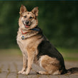 Load image into Gallery viewer, Cheeseburger Pet ID Tag, Large Circle