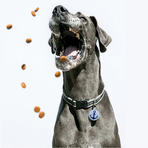 Ship Anchor Pet ID Tag, Large Circle