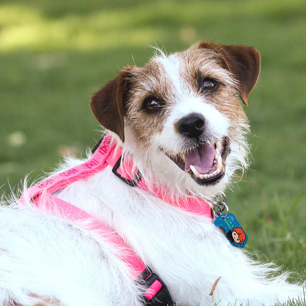 Large Military Harry Potter, "I'm a Keeper" Ron Weasley Pet ID Tag