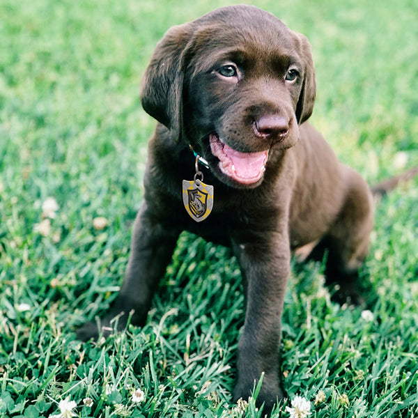 Large Shield Harry Potter Hufflepuff Crest, Pet ID Tag
