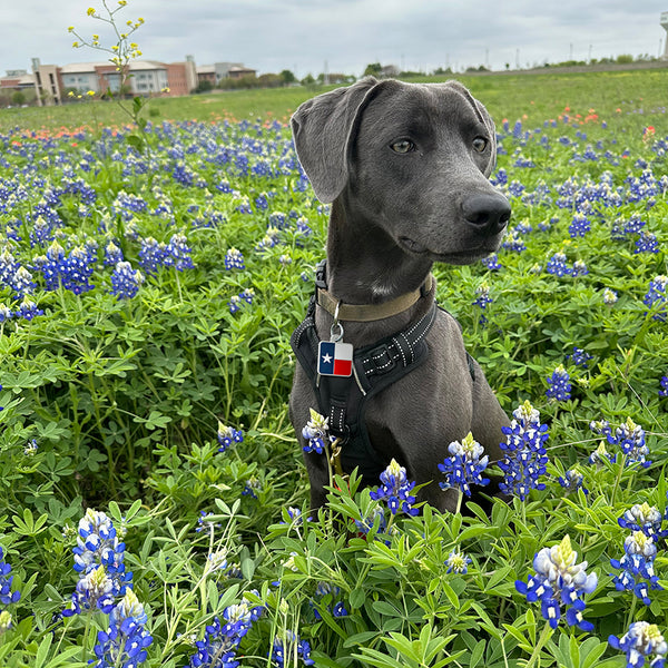 Large Square Texas Flag Pet Tag