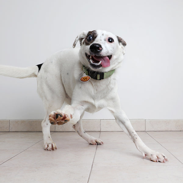 Washington Commanders Pet ID Tag, Football Shape