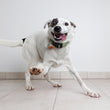 Load image into Gallery viewer, Washington Commanders Pet ID Tag, Football Shape