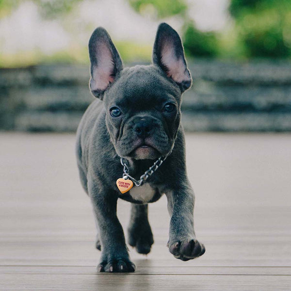 Sweetheart "Cutie with a Booty" Pet ID Tag, Small Heart