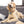 Load image into Gallery viewer, Medium Bone Peanuts Pet ID Tag Woodstock Bowl
