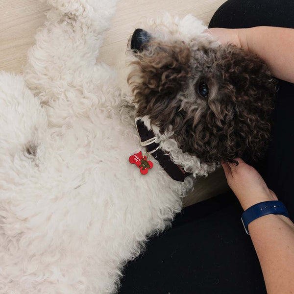 Medium Bone Harry Potter Guard Dog, Pet ID Tag