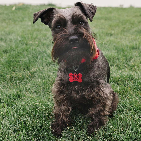 Medium Bone Harry Potter Gryffindor Captain Pet ID Tag