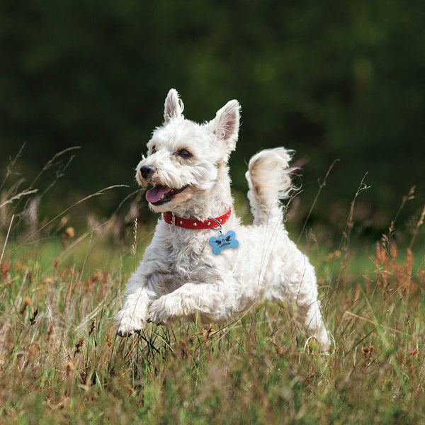 Medium Bone Harry Potter Ravenclaw Captain, Pet ID Tag