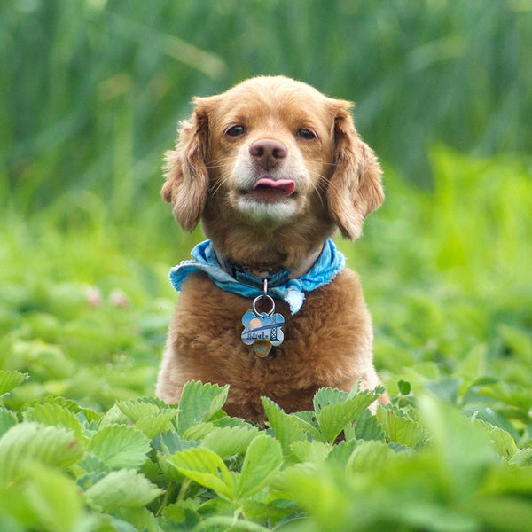 City Bridge Pet ID Tag, Medium Bone