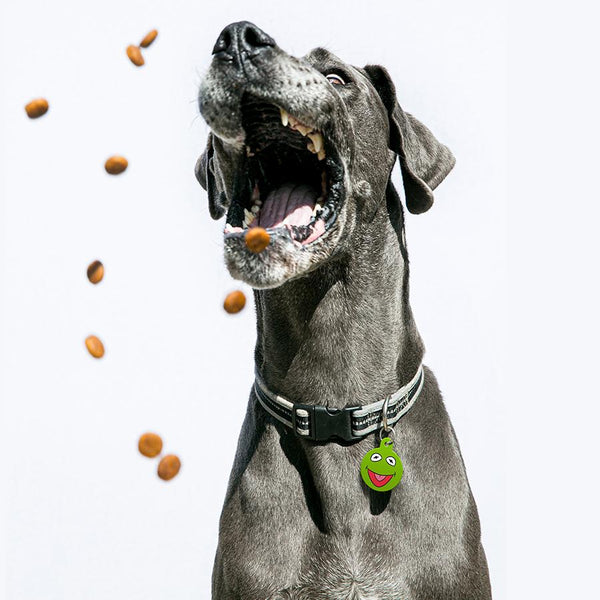 Kermit the Frog Large Circle Disney Pet ID Tag - Muppets