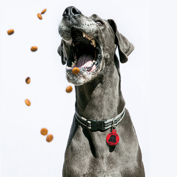 Darth Vader "Come to the Bark Side" Large Circle Star Wars Pet ID Tag