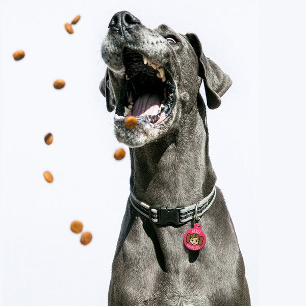 Rebel Princess Leia Large Circle Star Wars Pet ID Tag