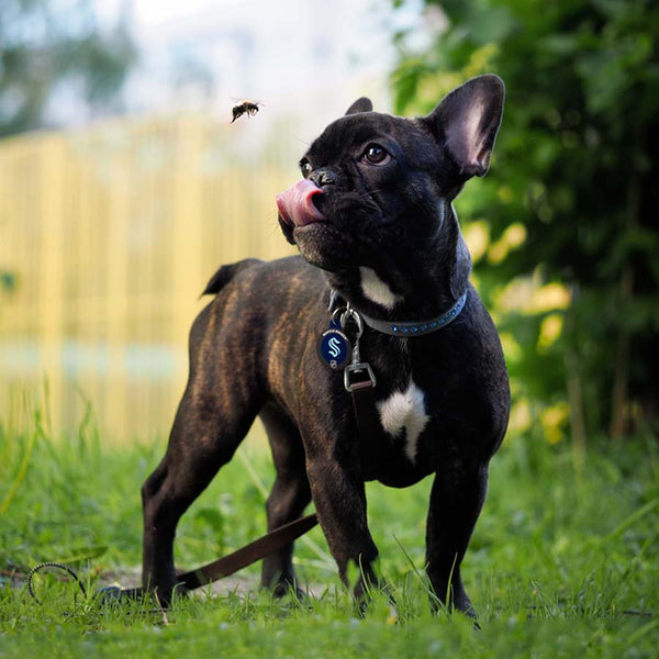 Seattle Kraken Pet ID Tag, Large Circle