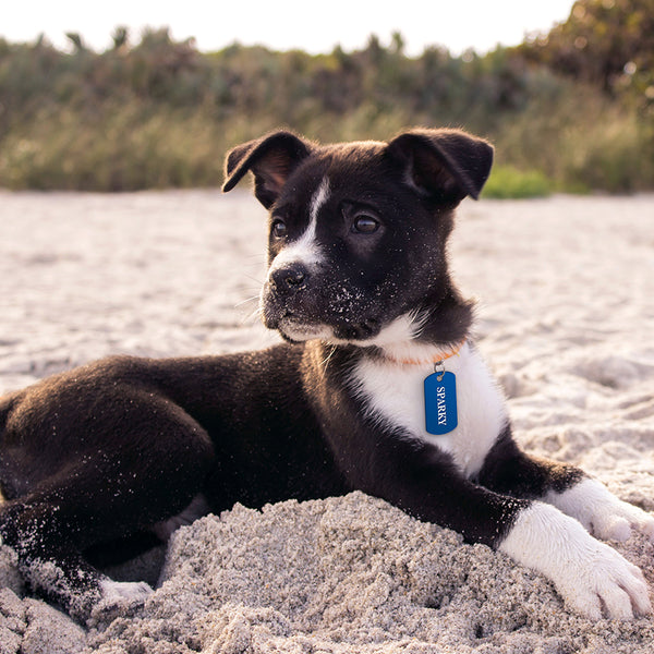 Blue Anodized Aluminum Small Military Pet ID Tag