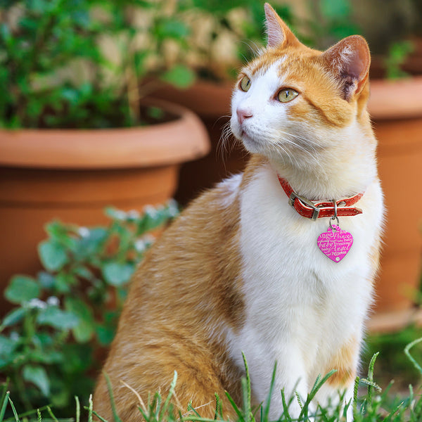 Crystal Heart Shape Princess Pet ID Tag for Dogs and Cat