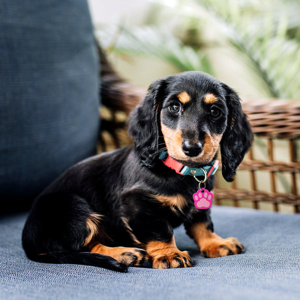 Paw Shape Pet ID Tag, Small