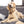 Load image into Gallery viewer, Betty Boop Dog Tag, Medium Bone
