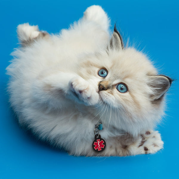 Medical ID Pet Tag, Small Circle