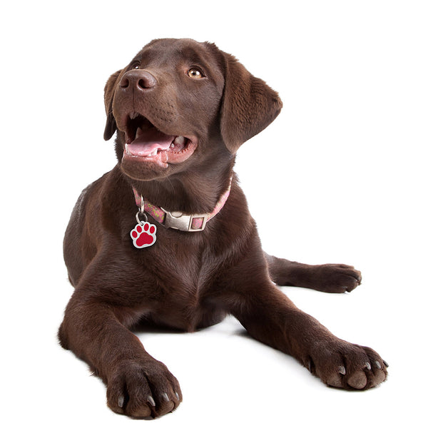 Large Paw Shape Dog Tag with Chrome Detail