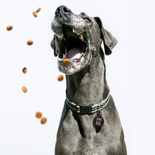 Good Dog Dog Tag, Large Circle