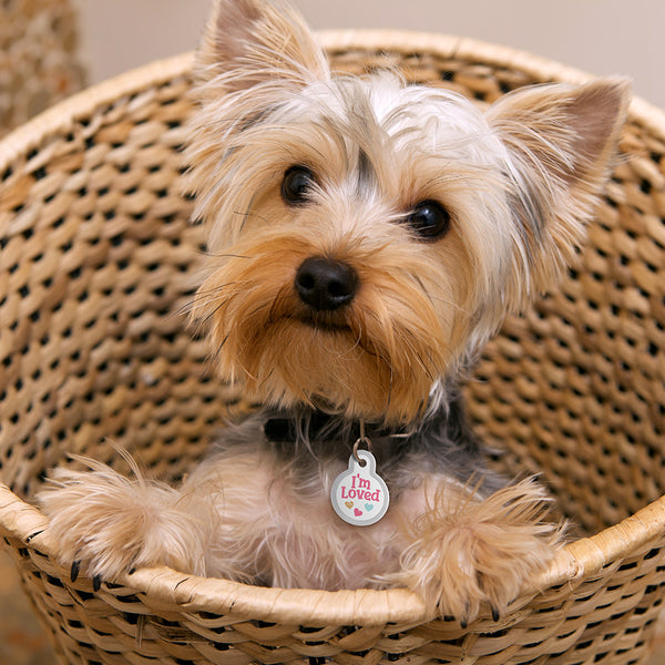 I'm Loved Pet Tag, Small Circle