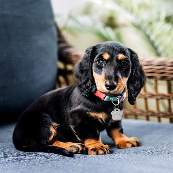 Small Paw Shape Dog Tag with Plated Brass