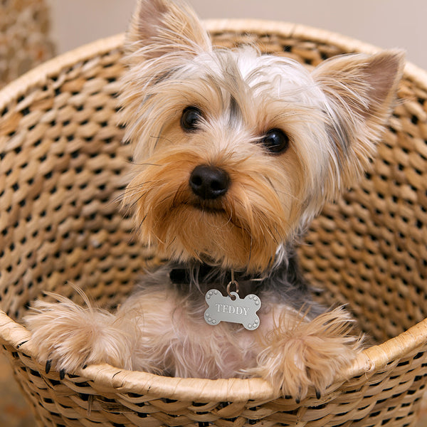 Bone Shape Chrome Plated Crystal Dog Tag, Small