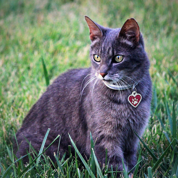 Small Heart Shaped Paw Pet Tag