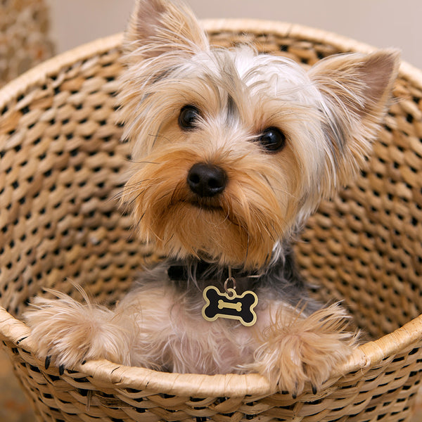 Small Bone Shape Pet ID Tag with Gold Detail