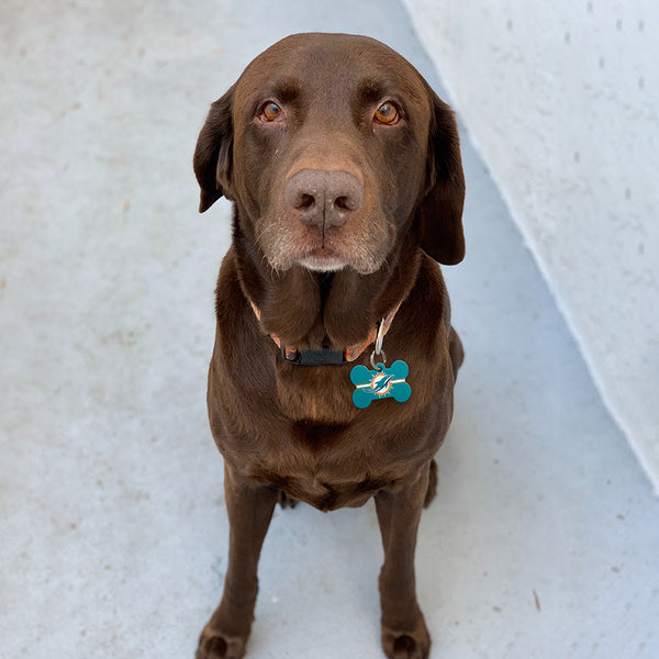 Miami Dolphins Dog Tag, MediumBone