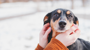 How to Keep Your Pet Safe During Busy Holiday Gatherings