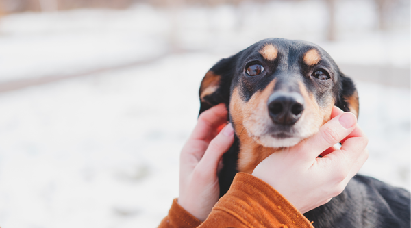 How to Keep Your Pet Safe During Busy Holiday Gatherings