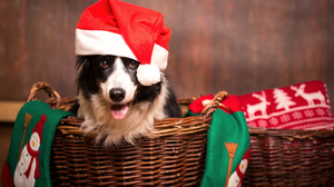 The Perfect Gift for Every Pet (and Pet Parent) on Your List